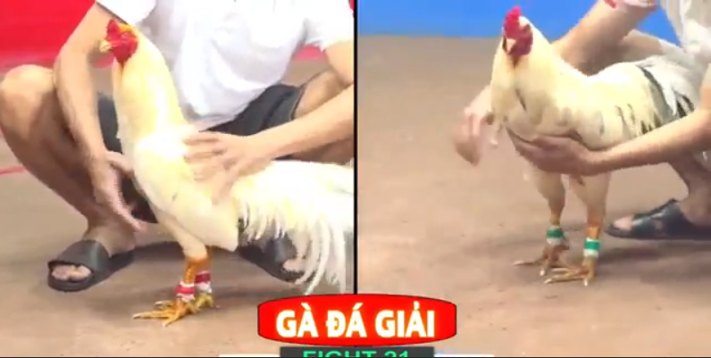 a thương vs a cuội bến tre