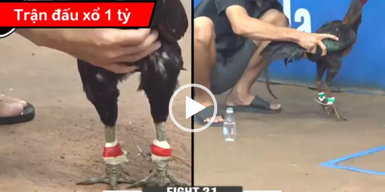 bảo sting vs duyên ti xổ 1 tỷ