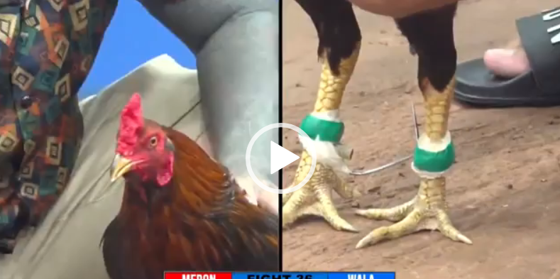 tôn phú quốc vs tý long an