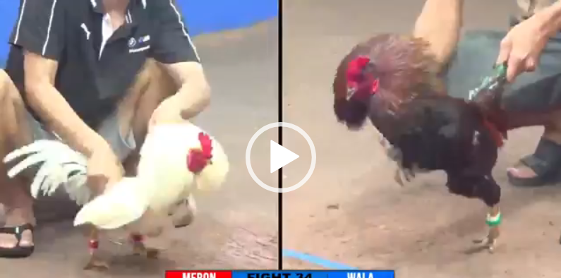 DUYÊN TI VS BẢO STING OAN GIA GẶP NHAU