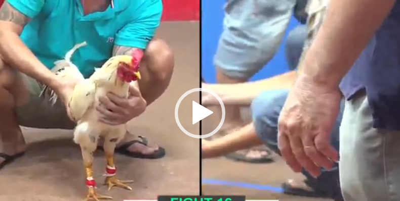 bảo sting vs hoàng phi hải