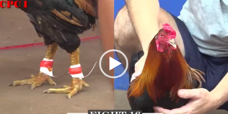 Full video 1 số trận gà thomo CPC1 ngày 22/07/2024