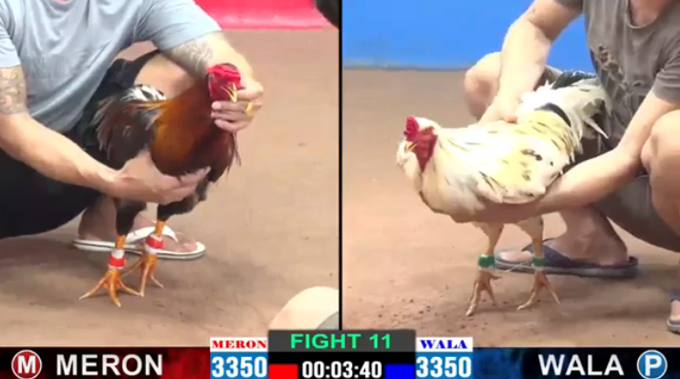 anh-hanh-vs-bao-sting-tran-11-cpc2-ngay-09-08-2024