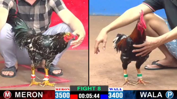 anh-lanh-vs-bao-sting-tran-8-cpc2-ngay-09-08-2024