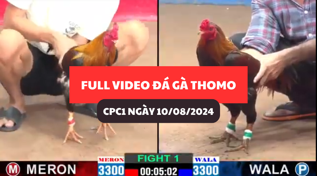 full-video-da-ga-thomo-campuchia-tai-cpc1-ngay-10-08-2024