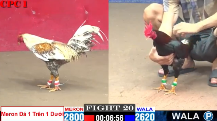 tran-20-cpc2-sen-vinh-chau-vs-duyen-ti