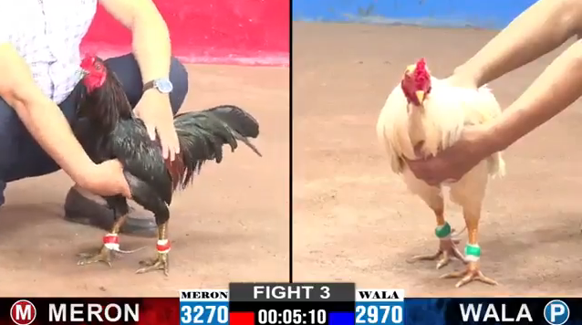 anh-long-vs-bao-sting-tran-3-cpc2-ngay-11-09-2024