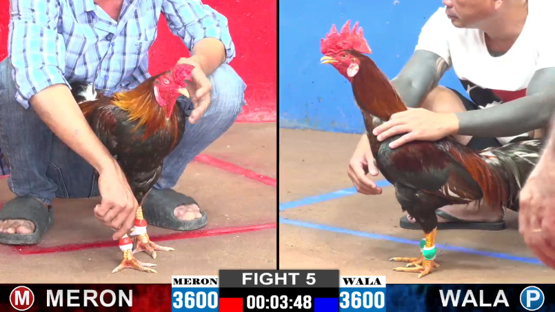 anh-chau-vs-bao-sting-tran-5-cpc2-ngay-04-10-2024