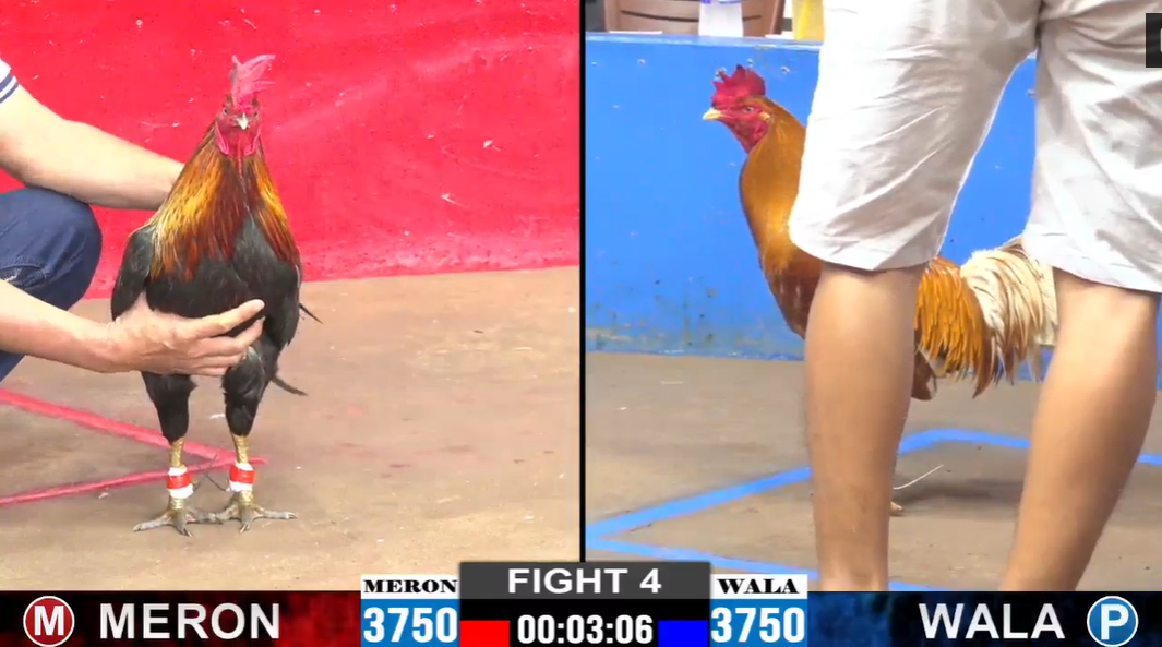 anh khanh vs bảo sting trận 4 cpc2 ngày 15/11/2024