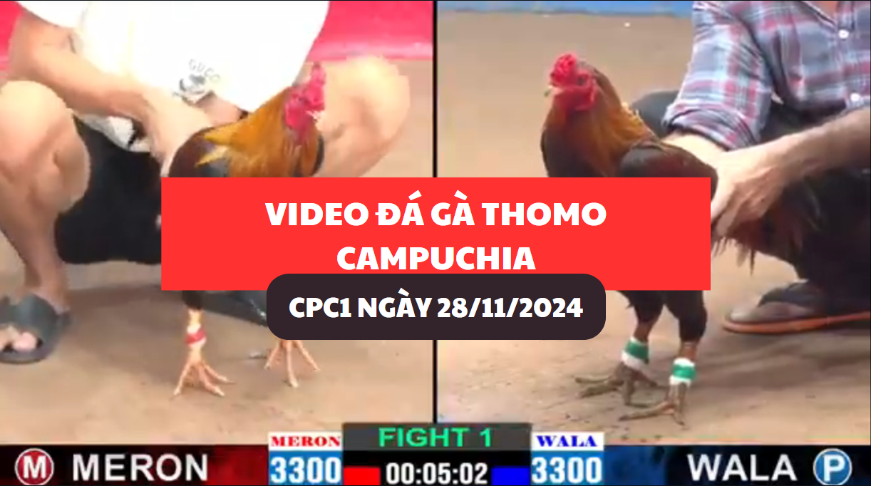 đá gà thomo tại cpc1 ngày 28/11/2024 hôm nay