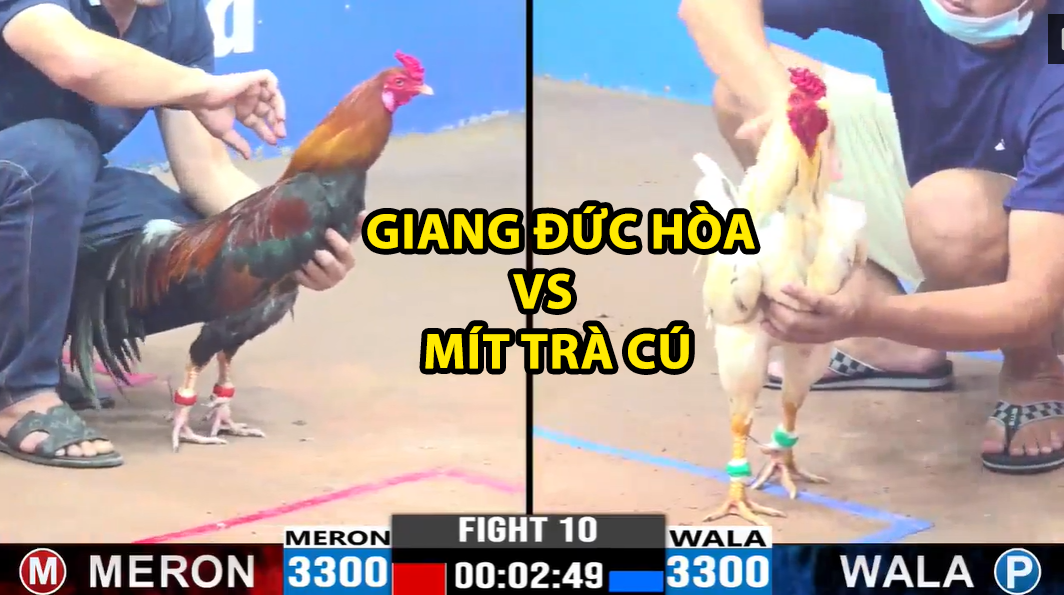 trận 10 cpc3 ngày 19/11/2024 giang đức hòa vs mít trà cú