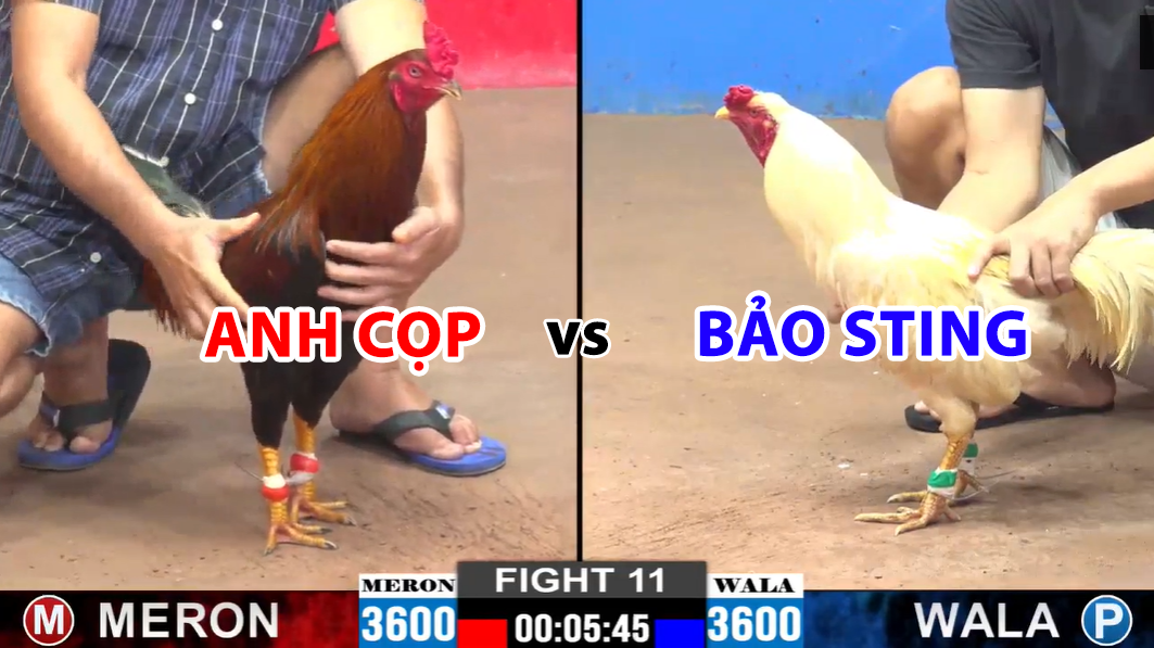 trận 11 cpc2 ngày 24/11/2024 hôm nay anh cọp vs bảo sting