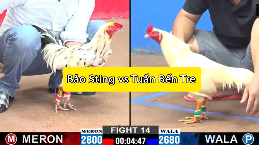 trận 14 cpc2 ngày 15/11/2024 bảo sting vs tuấn bến tre