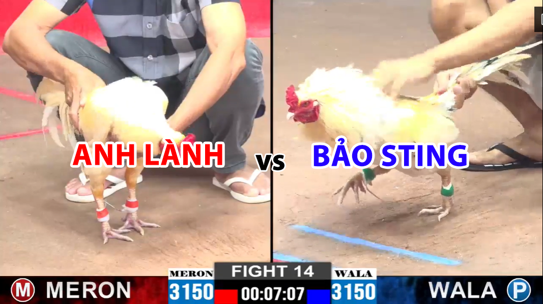 trận 14 cpc2 ngày 27/11/2024 hôm nay anh lành vs bảo sting