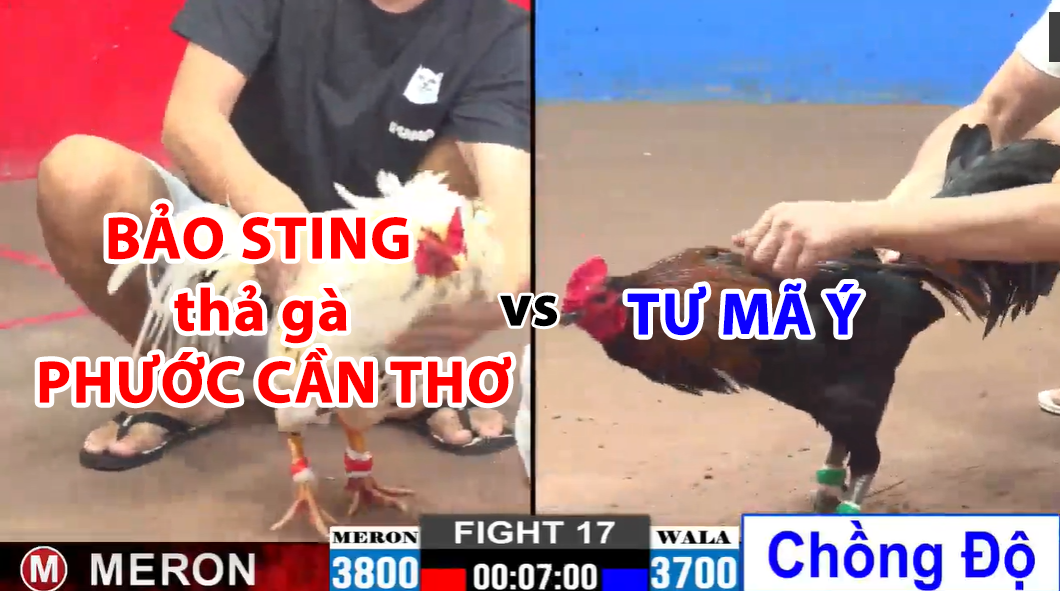 trận 17 cpc2 ngày 24/11/2024 bảo sting thả gà phước cần thơ vs tư mã ý