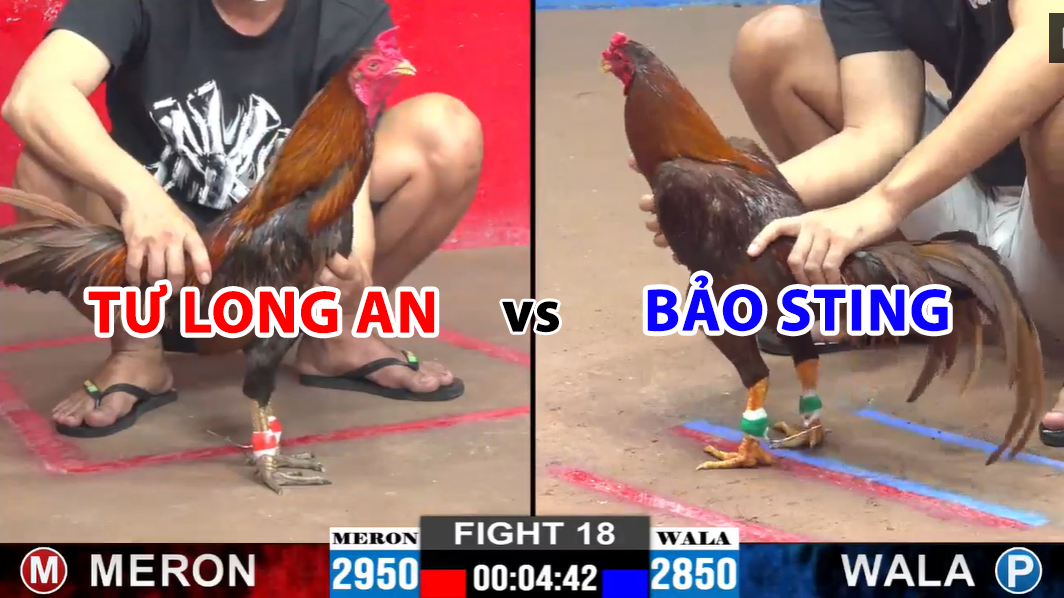 trận 18 cpc2 ngày 24/11/2024 tư long an vs bảo sting