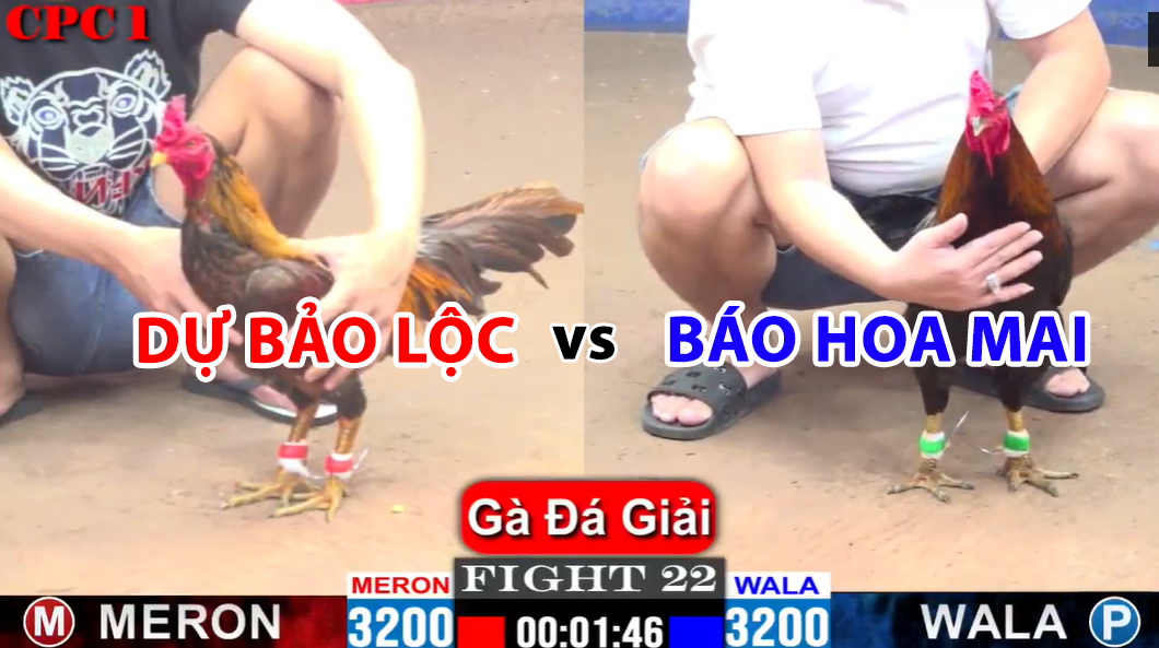 trận 22 cpc1 ngày 23/11/2023 dự bảo lộc vs báo hoa mai