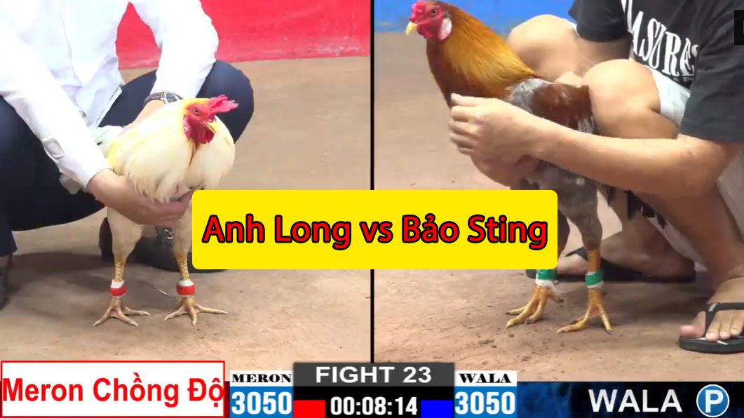 trận 23 cpc2 ngày 15/11/2024 anh long vs bảo sting