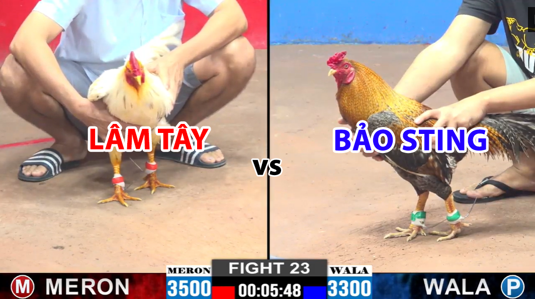 trận 23 cpc2 ngày 29/11/2024 hôm nay bảo sting vs lâm tây
