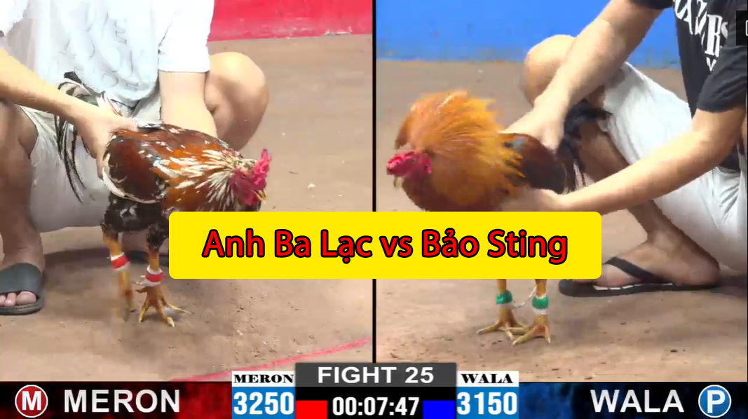 trận 25 cpc2 ngày 15/11/2024 anh ba lạc vs bảo sting