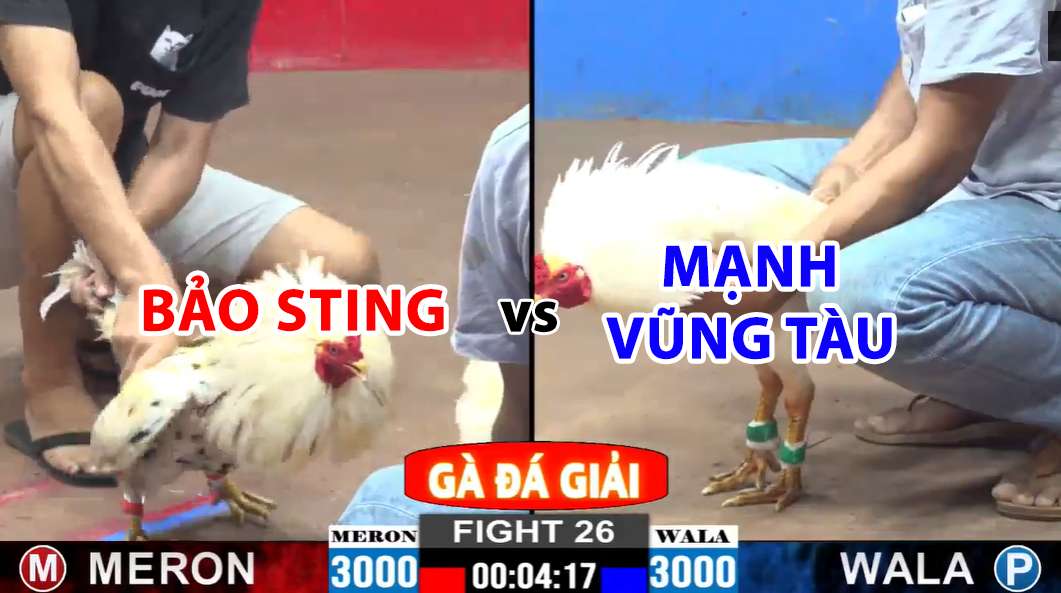 trận 26 cpc2 ngày 24/11/2024 bảo sting vs mạnh vũng tàu