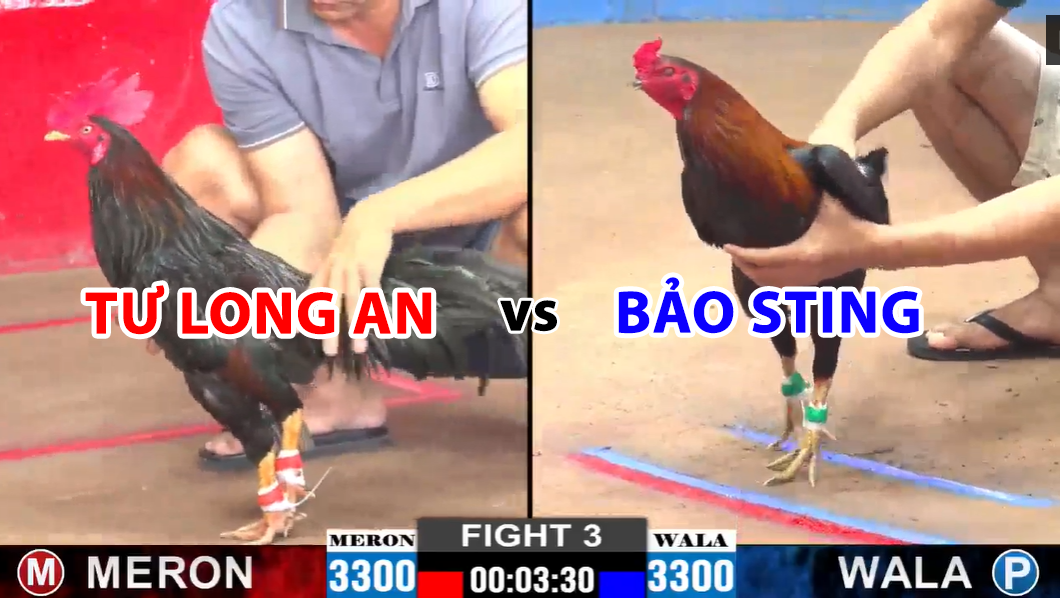 trận 3 cpc2 ngày 20/11/2024 tư long an vs bảo sting