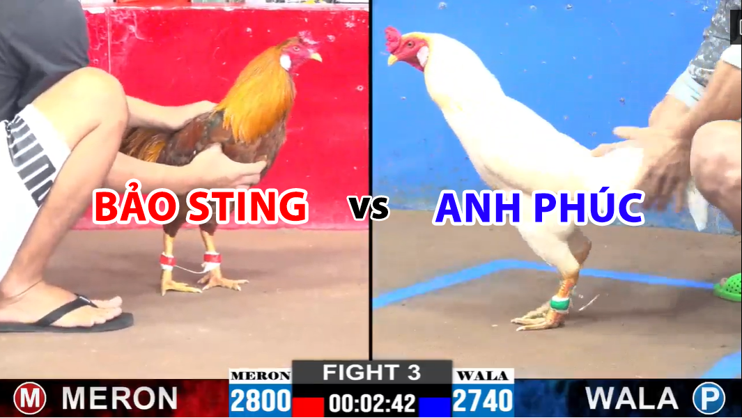 trận 3 cpc2 ngày 27/11/2024 bảo sting vs anh phúc