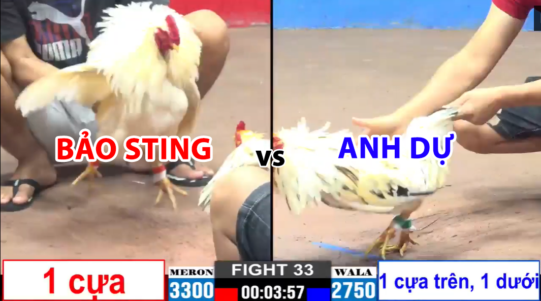 trận 33 cpc2 ngày 27/11/2024 hôm nay giữa bảo sting vs anh dự
