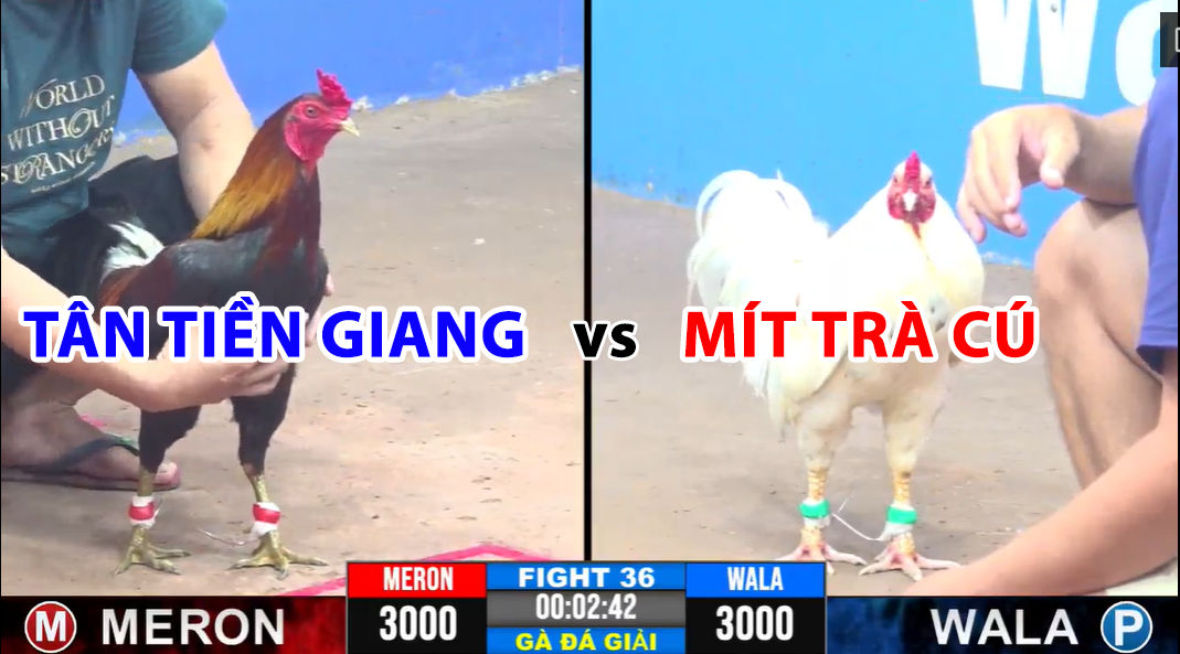 trận 36 cpc3 ngày 19/11/2024 tân tiền giang vs mít trà cú