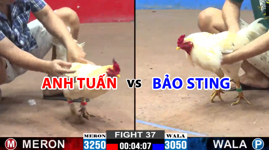 trận 37 cpc2 ngày 20/11/2024 anh tuấn vs bảo sting