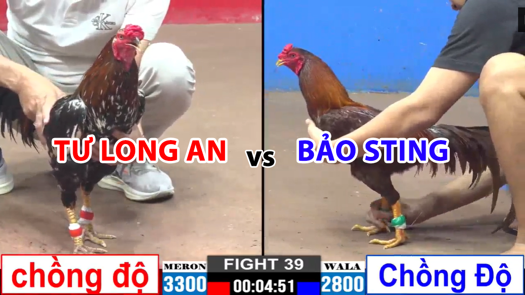 trận 37 cpc2 ngày 24/11/2024 anh si vs bảo sting