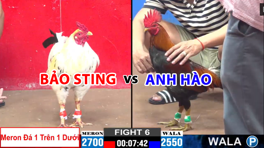 trận 6 cpc2 ngày 22/11/2024 bảo sting vs anh hào