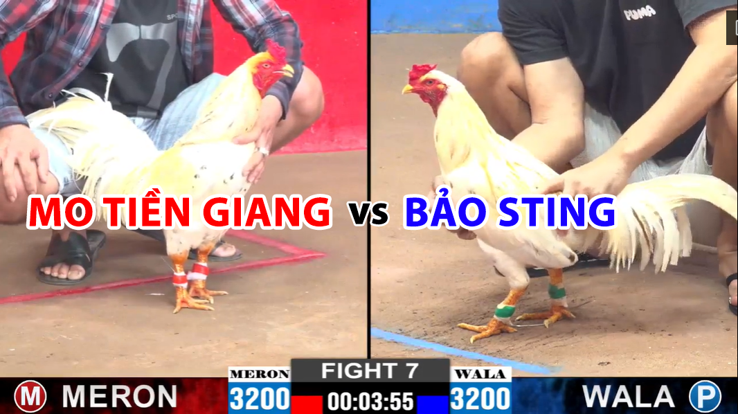 trận 7 cpc2 ngày 24/11/2024 hôm nay giữa mo tiền giang vs bảo sting