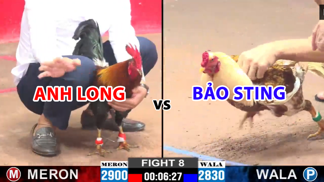 trận 8 ccp2 ngày 29/11/2024 hôm nay bảo sting vs anh long