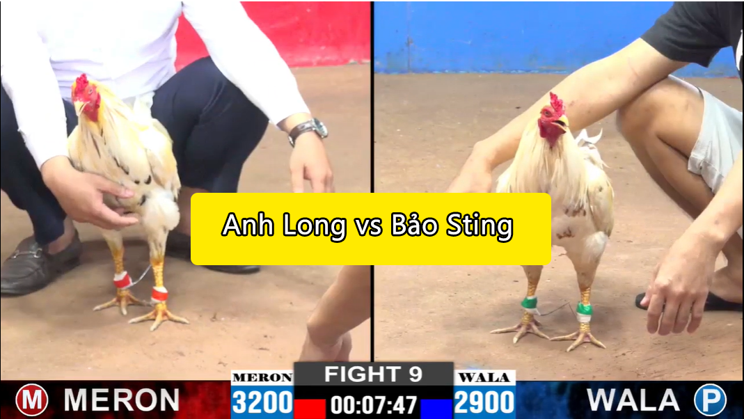 trận 9 cpc2 ngày 15/11/12024 bảo sting vs anh long