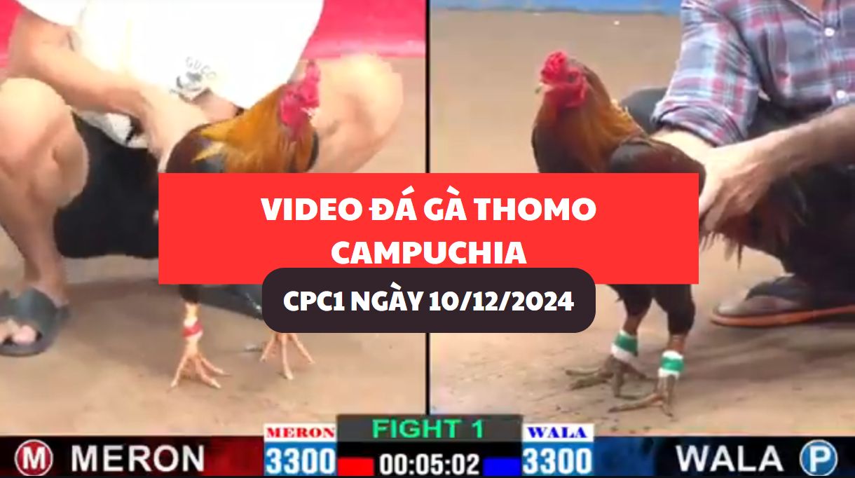 đá gà thomo tại cpc1 ngày 10/12/2024