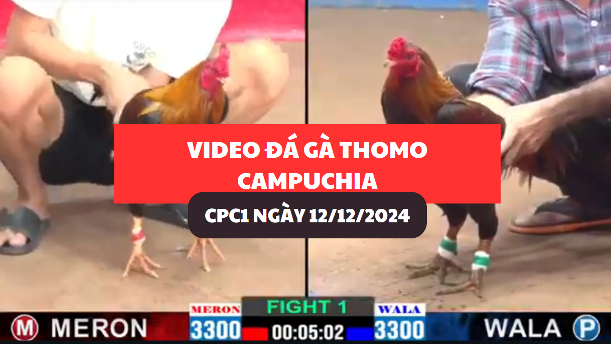 đá gà thomo tại cpc1 ngày 12/12/2024 hôm nay