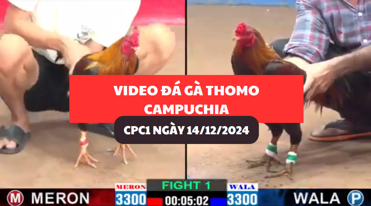 đá gà thomo tại cpc1 ngày 14/12/2024 hôm nay