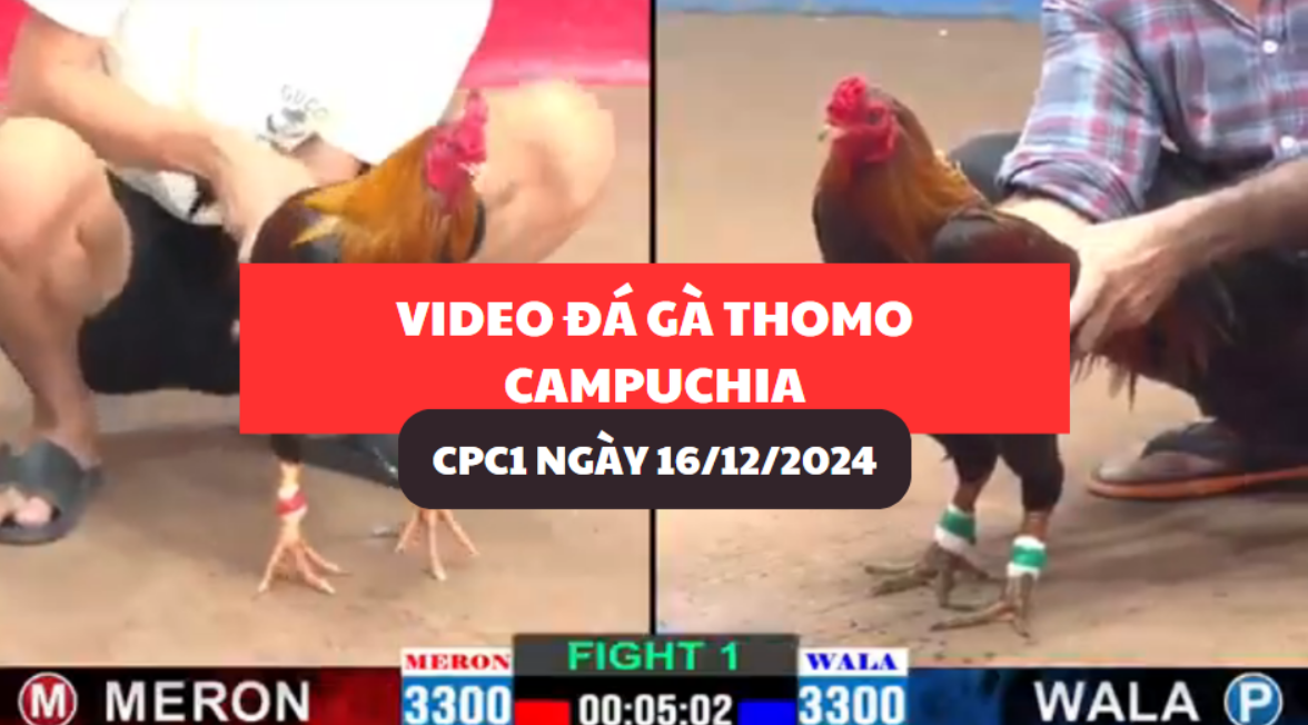 đá gà thomo tại cpc1 ngày 16/12/2024 hôm nay