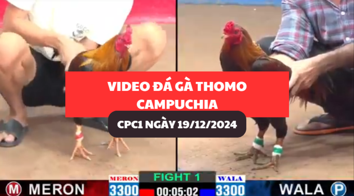 đá gà thomo tại cpc1 ngày 19/12/2024 hôm nay
