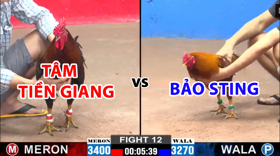 trận 12 cpc2 ngày 11/12/2024 hôm nay bảo sting vs tâm tiền giang