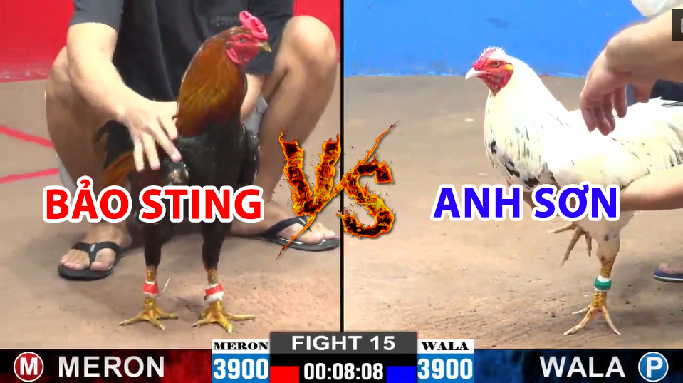 trận 15 cpc2 ngày 15/12/2024 hôm nay bảo sting vs anh sơn