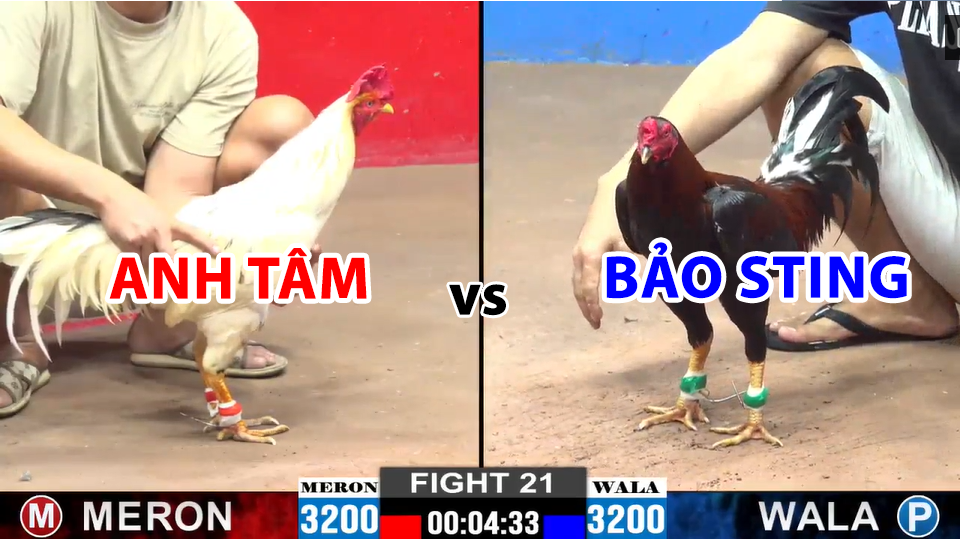 trận 21 cpc2 ngày 13/12/2024 hôm nay bảo sting vs anh tâm