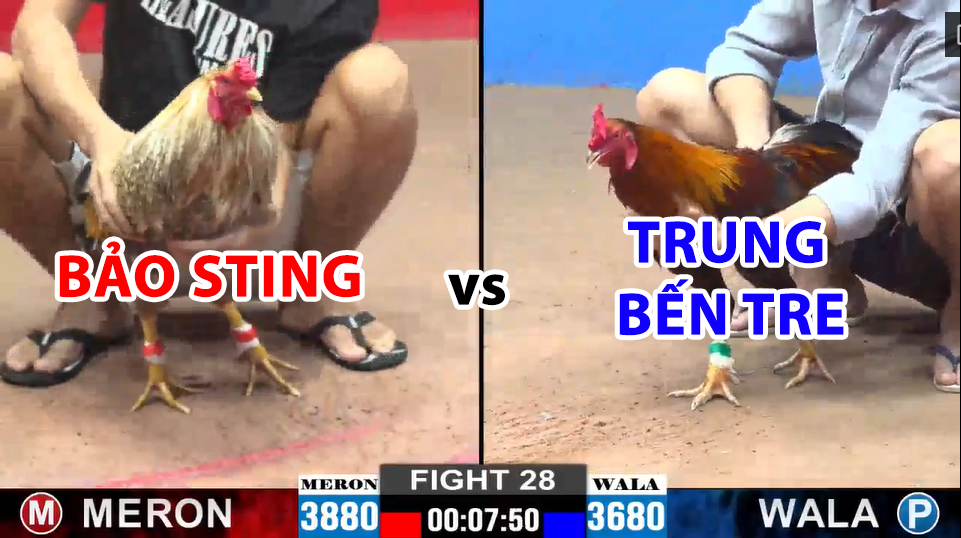 trận 28 cpc2 ngày 13/12/2024 hôm nay bảo sting vs trung bến tre