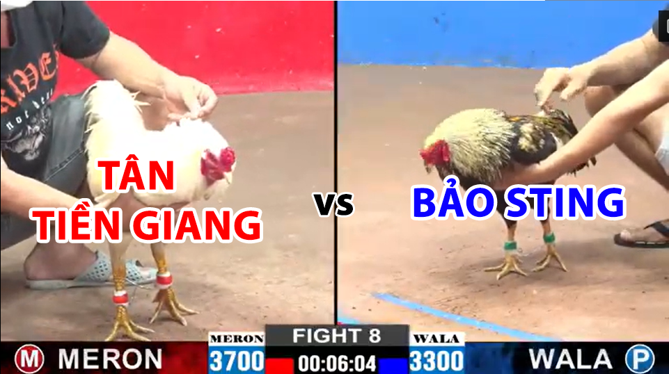 trận 8 cpc2 ngày 11/12/2024 hôm nay bảo sting vs tân tiền giang