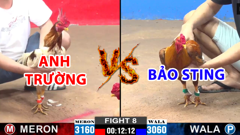 trận 8 cpc2 ngày 15/12/2024 hôm nay bảo sting vs anh trường