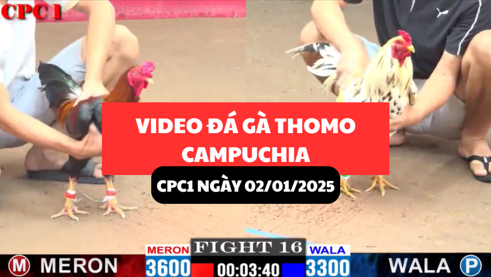 đá gà thomo tại cpc1 ngày 02/01/2025 hôm nay