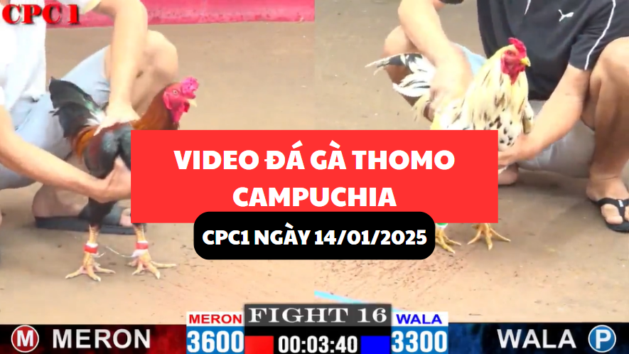 video đá gà thomo tại cpc1 ngày 14/1/2025 hôm nay