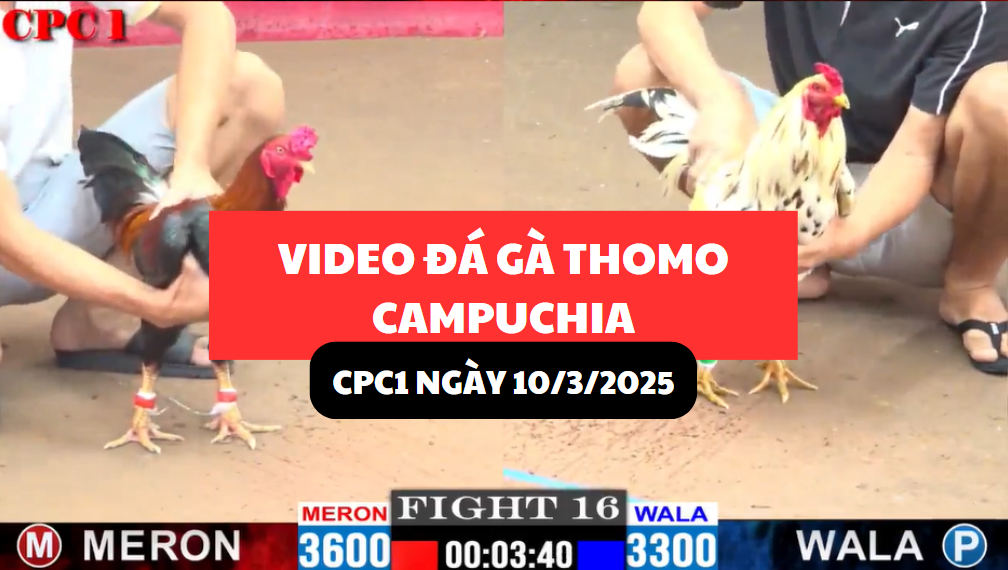 video đá gà thomo tại cpc1 ngày 10/3/2025 hôm nay