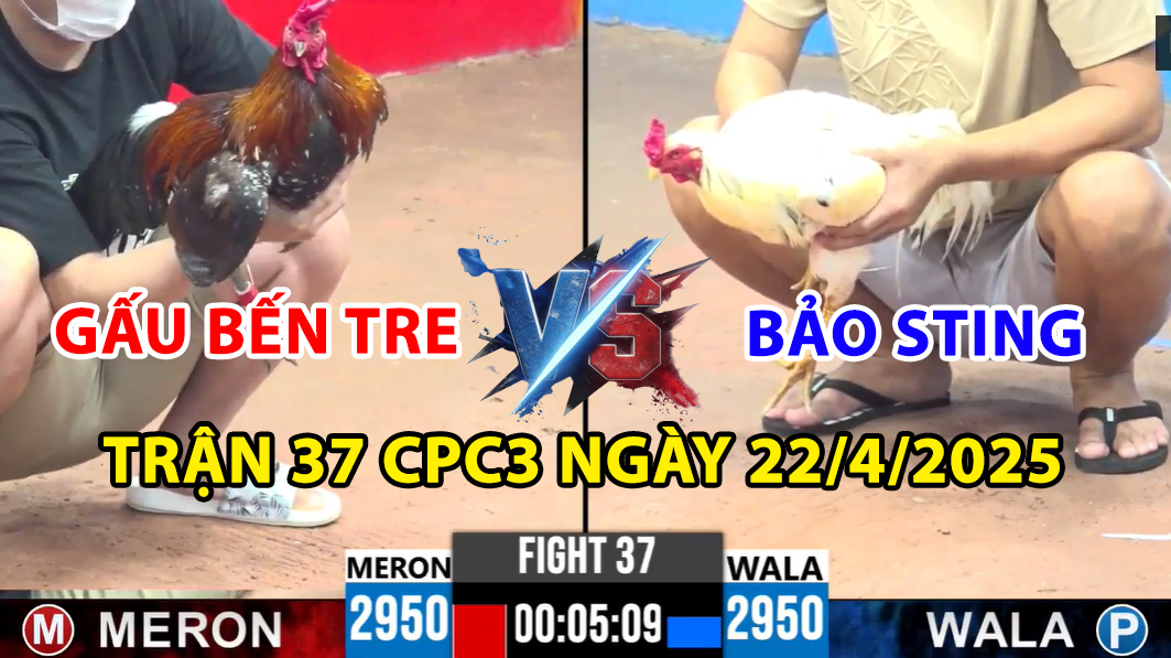 trận 37 cpc3 ngày 22/4/2025 hôm nay giữa bảo sting vs gấu bến tre